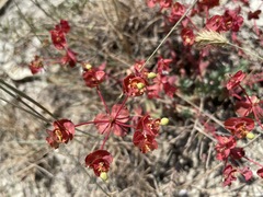 Euphorbia petrophila