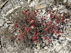 Euphorbia petrophila