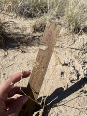 Ipomopsis longiflora