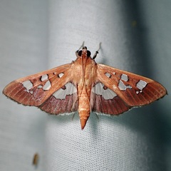 Phostria oajacalis