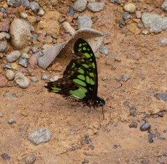 Graphium tynderaeus