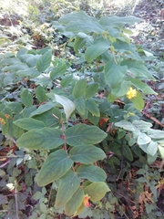 Hypericum grandifolium