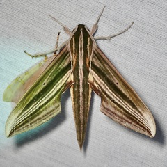 Xylophanes eumedon