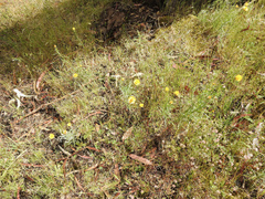 Xerochrysum viscosum