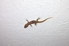 Phyllodactylus unctus