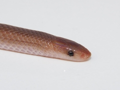 Enulius flavitorques