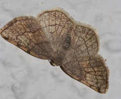 Stegania trimaculata