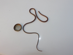 Enulius flavitorques