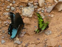Graphium tynderaeus
