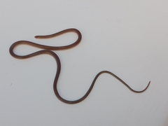 Enulius flavitorques