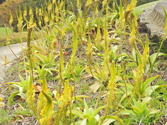 Bulbine latifolia latifolia