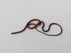 Enulius flavitorques
