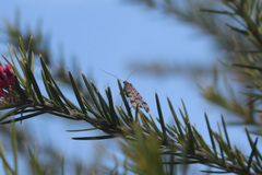 Panorpa meridionalis