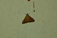 Pyrausta pseudonythesalis