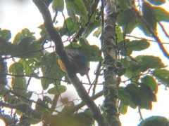Trogon