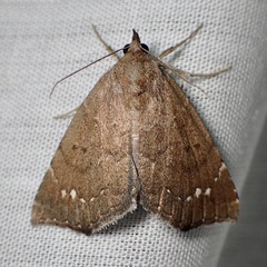 Focillidia texana