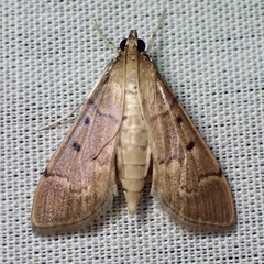 Herpetogramma bipunctalis