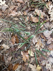 Iris verna