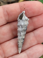 Cerithium atratum