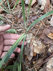 Iris verna