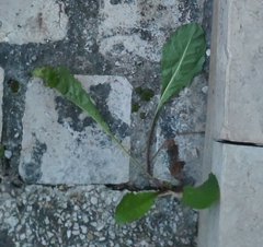Crepis sancta