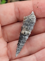 Cerithium atratum