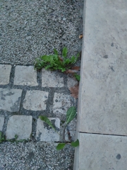 Crepis sancta