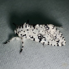 Arctioptera cavillator