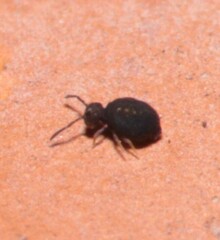 Sminthurinus niger