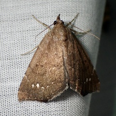 Focillidia texana