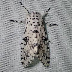 Arctioptera cavillator