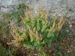 Stachys alpina