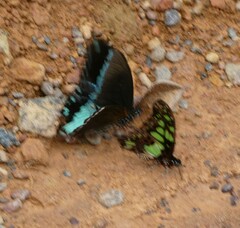 Graphium tynderaeus