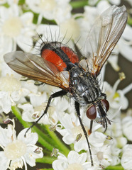 Eriothrix rufomaculata