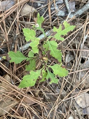 Crataegus pulcherrima