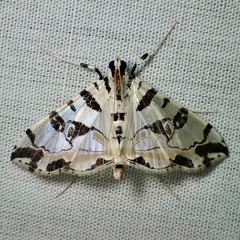Conchylodes salamisalis