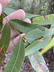 Carya aquatica