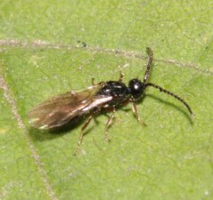 Aneurhynchus nodicornis