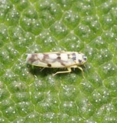 Eupteryx atropunctata