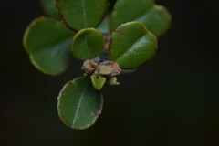 Ceanothus verrucosus