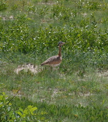 Eupodotis senegalensis