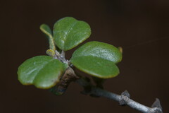 Ceanothus verrucosus