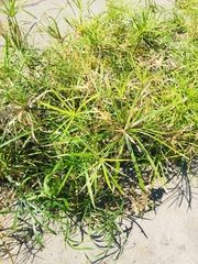 Cyperus alternifolius