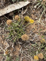 Helenium amarum