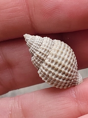 Cancellaria reticulata
