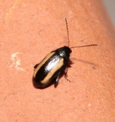 Phyllotreta