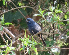 Cyanoloxia brissonii