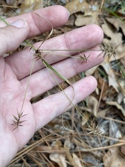 Cyperus hystricinus