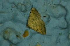 Digrammia colorata