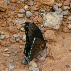 Papilio chrapkowskoides